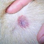 Tick ​​bite marks in a dog