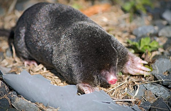 Dapat tandaan na ang mga moles, tulad ng ibang mga mammal, ay maaaring masanay sa labis na ingay.