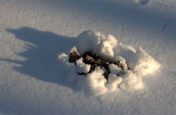mole footprints in winter