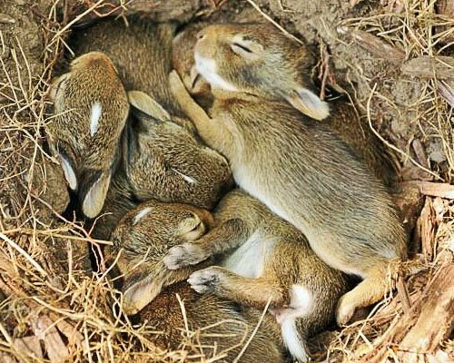 Blind rabbits in the nest