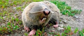 Șobolan-șobolan-stil de viață-animal-și-habitat-șobolan-mol