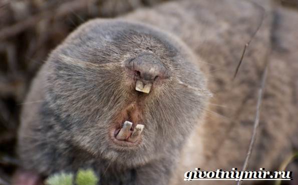 Mole daga-hayop-lifestyle-at-tirahan-2