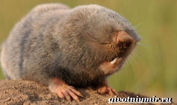 Mol-tikus-haiwan-gaya hidup-dan-habitat-tahi lalat tikus-3