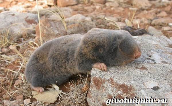 Mol-tikus-haiwan-gaya hidup-dan-habitat-tikus tahi lalat-4