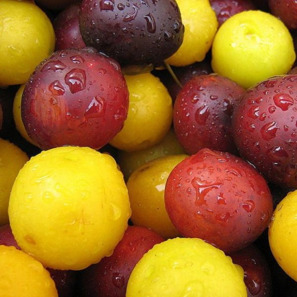 Prune cirese prune