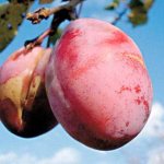 Descrierea soiului de prune dashenka - Grădină și grădină de legume