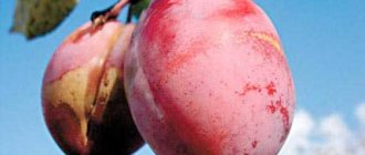 Descrierea soiului de prune dashenka - Grădină și grădină de legume