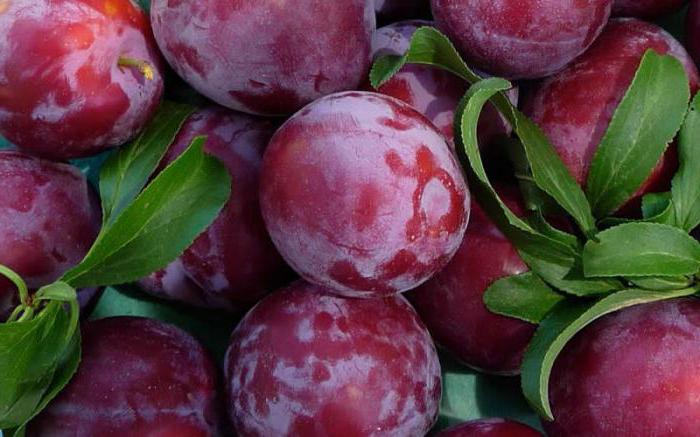 soiuri de prune autofertile pentru regiunea Moscovei