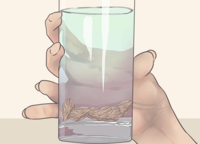 plum pits in a glass of water