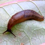 slug on a leaf
