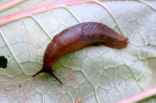 slug pada daun