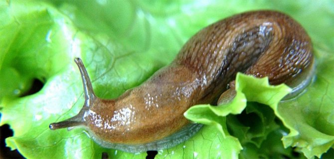 slug on salad, slug fighting