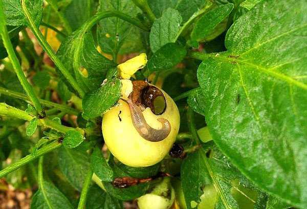 Slug on the pepino berry