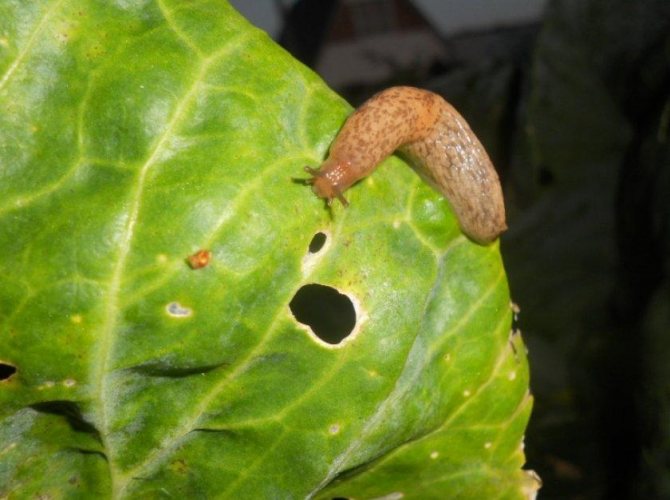 slugs on cabbage