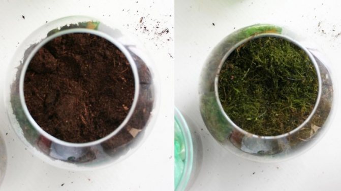 soil layer for plants