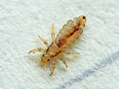 A louse accidentally found on the floor or on the bed is a reason to conduct a serious examination of all family members