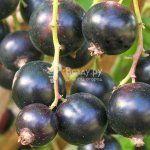Касис Перун - едроплоден и много сладък