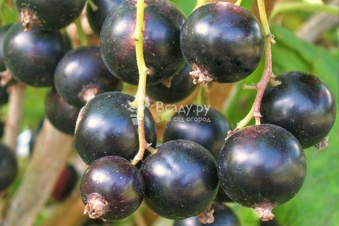Currant Perun - large-fruited and very sweet