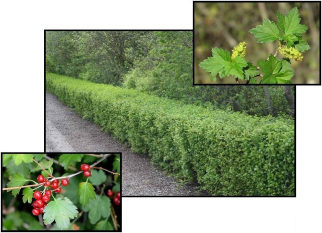 Currant in landscape design: photo, planting and care, pruning