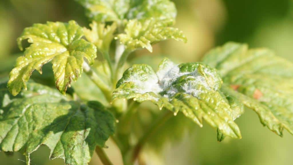 أعراض عث براعم الكشمش لعدوى النبات وطرق مكافحة الآفات