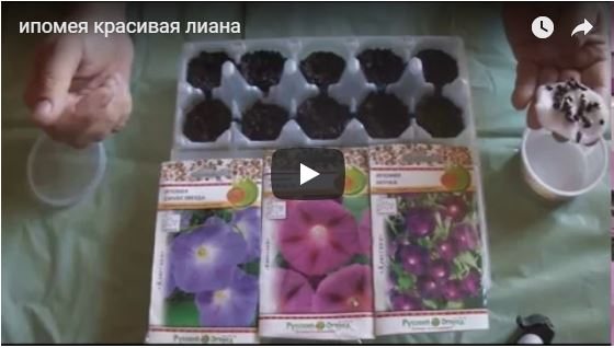 Titta på en video om odling av morning glory plantor utan att plocka