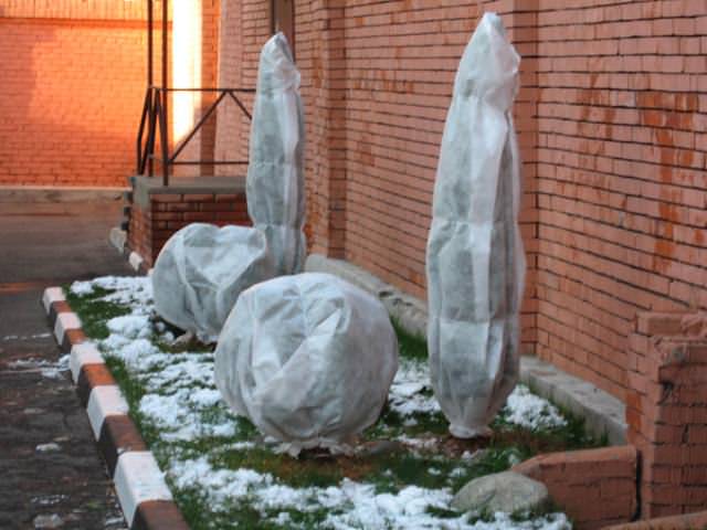 Снягът може да бъде съборен от растенията с помощта на дъска или стълб, предварително увит в мека кърпа
