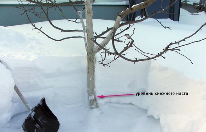 Сняг върху ствол на дърво
