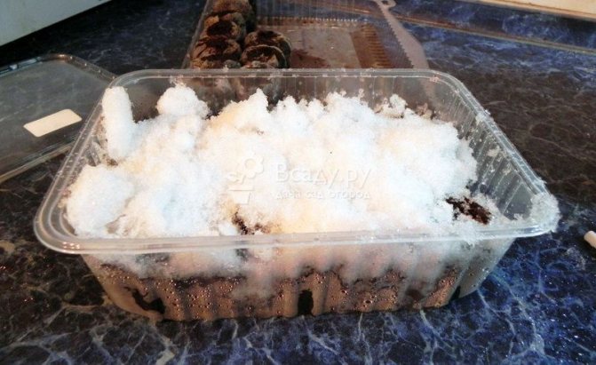 Snowing and growing spruce seeds in peat tablets