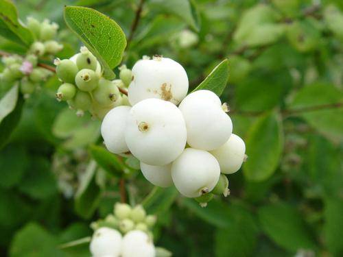 Snowberry White ، أو raceme (Symphoricarpos albus)