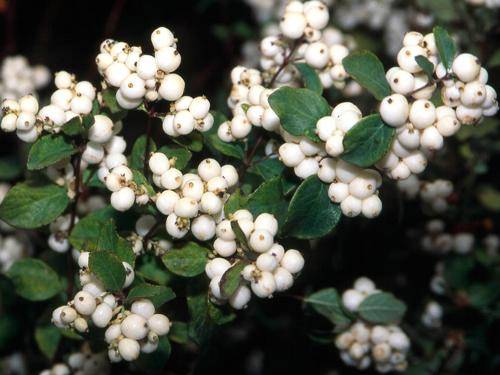Snowberry Doorenbos White Hedge (Symphoricarpos doorenbosii White Hedge)