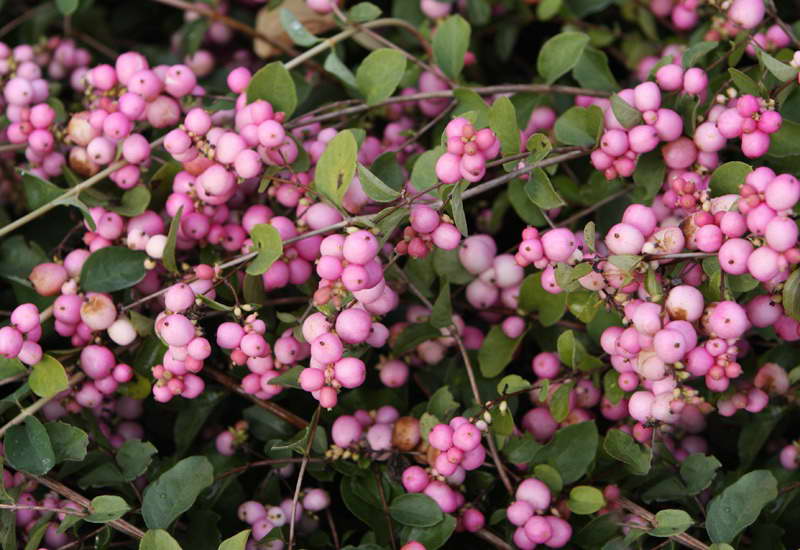 Dorenboz's Snowberry (Symphoricarpos doorenbosii)