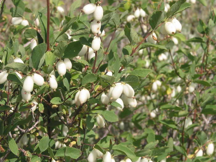 Планинолюбива снежна ягода (Symphoricarpos oreophilus или utahensis)