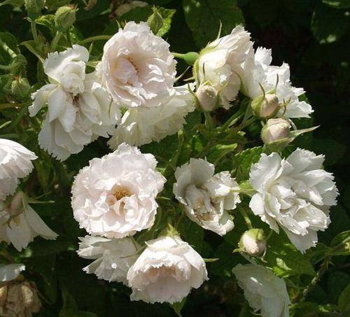 Ang Snowberry ay maayos na nakakasabay sa White Grootendorst roses