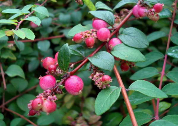 Snowberry Chenot أو Henault (Symphoricarpos x chenaultii)