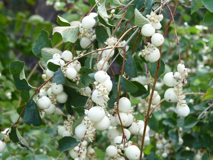 Snowberry Barat (Symphoricarpos occidentalis)