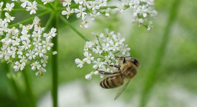 متستر - نبات العسل