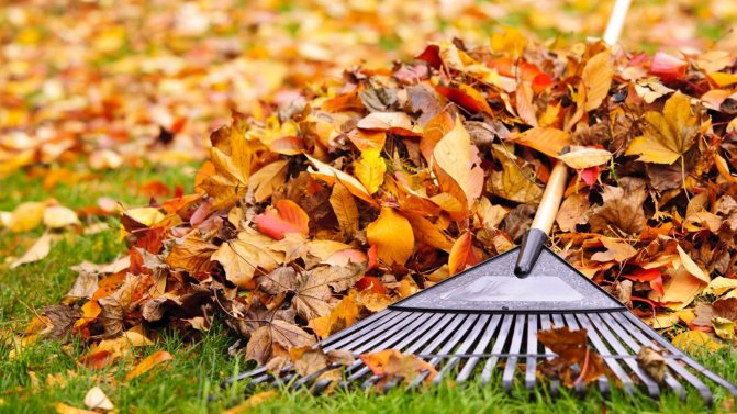 picking up fallen leaves with a rake