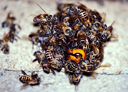 אוספים בכדור סביב הצרעת ומניעים באופן פעיל את כנפיהם, הדבורים הורגות את הטורף על ידי הגדלת הטמפרטורה במרכז הכדור.
