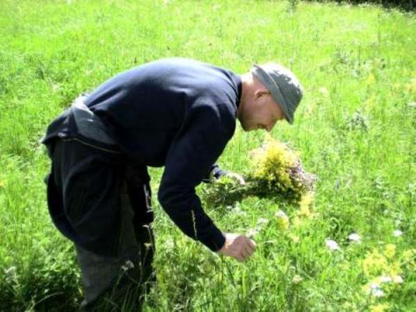 Chamomile flowers are harvested in June - August