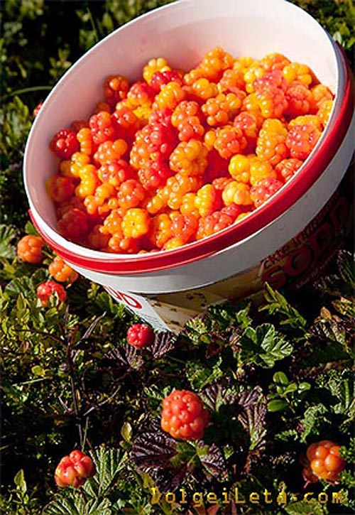Harvested ripe cloudberries in a bucket