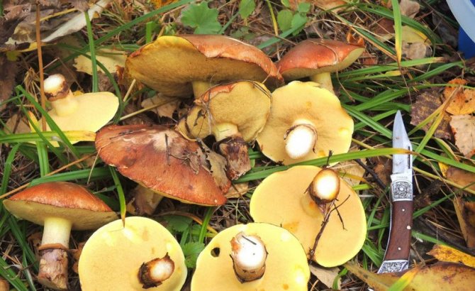 Collected boletus mushrooms