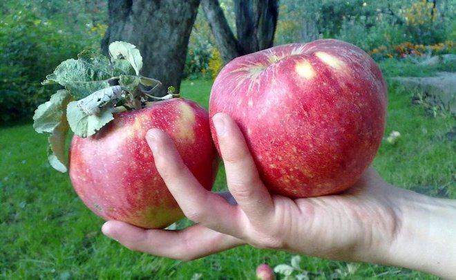Harvested apples