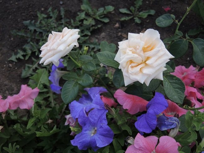 kombination av petunior och rosor i en blomsterrabatt