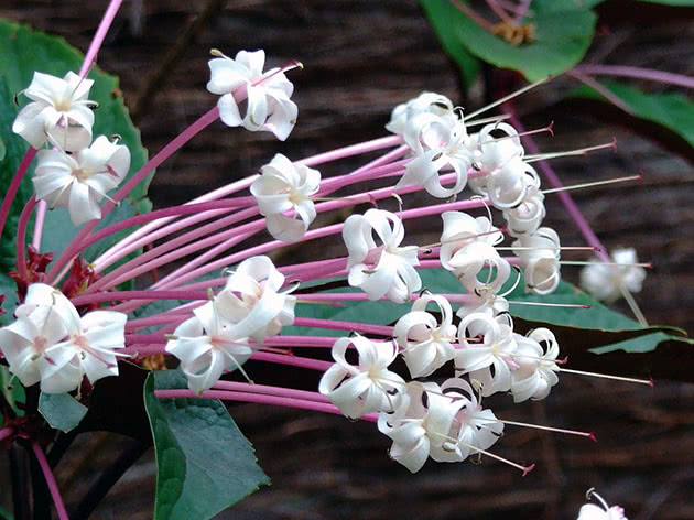 Inflorescence of clerodendrum