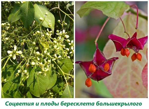Inflorescences and fruits of large-winged spindle tree