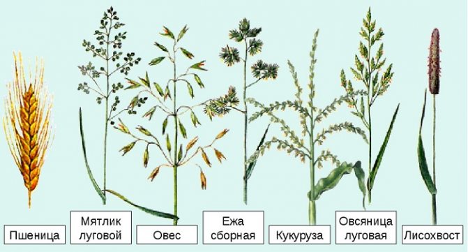 Съцветия на зърнени култури
