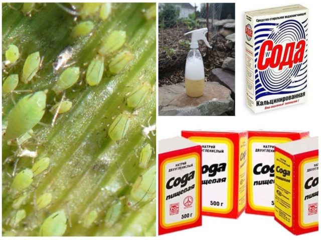 Сода от листни въшки върху касис: за обилна реколта, от брашнеста мана, правила за обработка