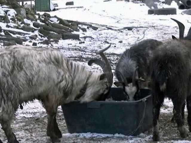 تربية الماعز في الشتاء