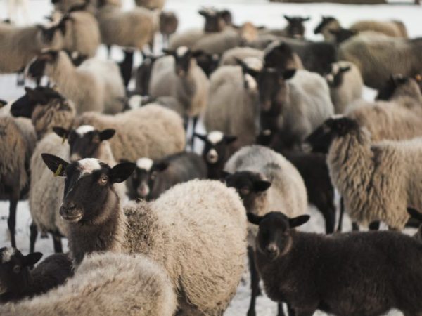 Поддържане на овце от породата Романов