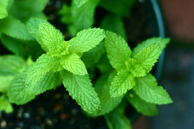 The content of nutrients in mint